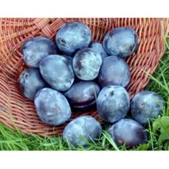 Blomme 'Italiensk Sveske' Prunus Domestica 'Italiensk Sveske' 4-8 Grene, 130-170 Cm. 10 Liter Potte. (S.J.A.) 4 Blomme 'Italiensk Sveske' Prunus Domestica 'Italiensk Sveske' 4-8 Grene, 130-170 Cm. 10 Liter Potte. (S.J.A.) -Plantetorvet mi357 prunus domestica italiensk sveske 4d38