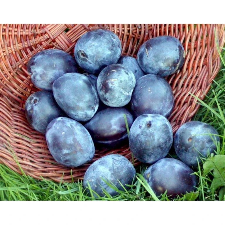 Blomme 'Italiensk Sveske' Prunus Domestica 'Italiensk Sveske' 4-8 grene, 130-170 cm. 10 liter potte. (S.J.A.) Blomme 'Italiensk Sveske' Prunus Domestica 'Italiensk Sveske' 4-8 Grene, 130-170 Cm. 10 Liter Potte. (S.J.A.) -Plantetorvet mi357 prunus domestica italiensk sveske 4d38