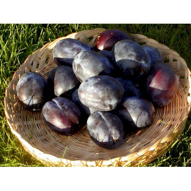 Blomme 'Italiensk Sveske' Prunus Domestica 'Italiensk Sveske' 4-8 grene, 130-170 cm. 10 liter potte. (S.J.A.) Blomme 'Italiensk Sveske' Prunus Domestica 'Italiensk Sveske' 4-8 Grene, 130-170 Cm. 10 Liter Potte. (S.J.A.) -Plantetorvet mi357 prunus domestica italiensk sveske caf8