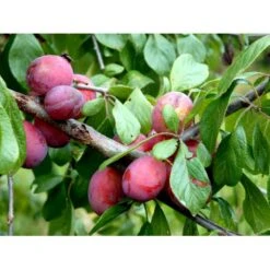 Blomme 'Opal' Prunus Domestica 'Opal' Dværgtræ, 3-5 Grene, 6,7 Liter Potte, 80-100 Cm. -Plantetorvet mi359 prunus domestica opal 72aa