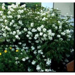 Uægte Jasmin 'Coronarius' Philadelphus Coronarius Solitær Busk 150-200 Cm. - Med Klump