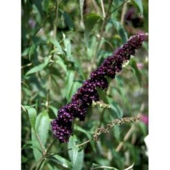 Sommerfuglebusk 'Black Knight' Buddleja Davidii 'Black Knight' Potte 6,5 Liter 50-60 Cm. -Plantetorvet mi379 buddleia davidii black knight 3fe2
