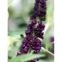 Sommerfuglebusk 'Black Knight' Buddleja Davidii 'Black Knight' Potte 6,5 Liter 50-60 Cm. -Plantetorvet mi379 buddleia davidii black knight 5775