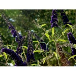 Sommerfuglebusk 'Black Knight' Buddleja Davidii 'Black Knight' Potte 6,5 Liter 50-60 Cm. -Plantetorvet mi379 buddleia davidii black knight ee09