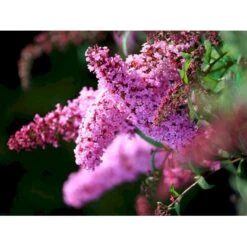 Sommerfuglebusk 'Pink Delight' Buddleja Davidii 'Pink Delight' Potte 6,5 Liter 50-60 Cm. 4 Sommerfuglebusk 'Pink Delight' Buddleja Davidii 'Pink Delight' Potte 6,5 Liter 50-60 Cm. -Plantetorvet mi383 buddleia davidii pink delight 0432