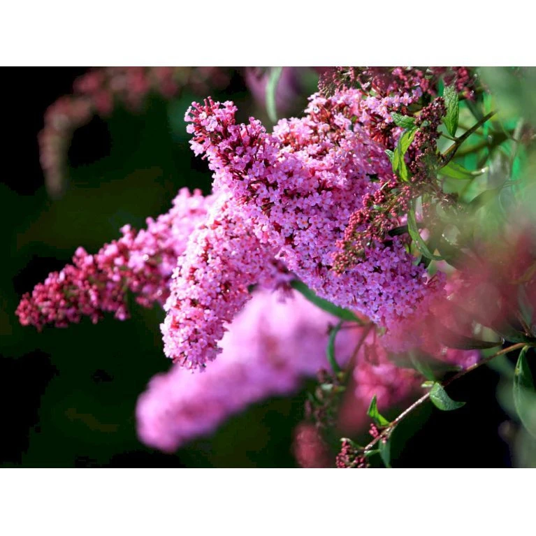 Sommerfuglebusk 'Pink Delight' Buddleja Davidii 'Pink Delight' Potte 6,5 liter 50-60 cm. Sommerfuglebusk 'Pink Delight' Buddleja Davidii 'Pink Delight' Potte 6,5 Liter 50-60 Cm. -Plantetorvet mi383 buddleia davidii pink delight 0432