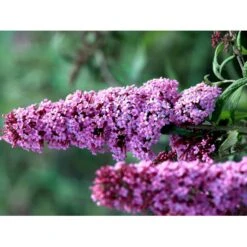 Sommerfuglebusk 'Pink Delight' Buddleja Davidii 'Pink Delight' Potte 6,5 Liter 50-60 Cm. 5 Sommerfuglebusk 'Pink Delight' Buddleja Davidii 'Pink Delight' Potte 6,5 Liter 50-60 Cm. -Plantetorvet mi383 buddleia davidii pink delight 2b78