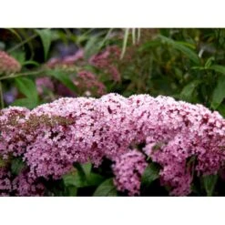 Sommerfuglebusk 'Pink Delight' Buddleja Davidii 'Pink Delight' Potte 6,5 Liter 50-60 Cm. 8 Sommerfuglebusk 'Pink Delight' Buddleja Davidii 'Pink Delight' Potte 6,5 Liter 50-60 Cm. -Plantetorvet mi383 buddleia davidii pink delight 3e61