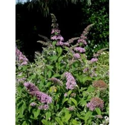 Sommerfuglebusk 'Pink Delight' Buddleja Davidii 'Pink Delight' Potte 6,5 Liter 50-60 Cm. 7 Sommerfuglebusk 'Pink Delight' Buddleja Davidii 'Pink Delight' Potte 6,5 Liter 50-60 Cm. -Plantetorvet mi383 buddleia davidii pink delight e41c