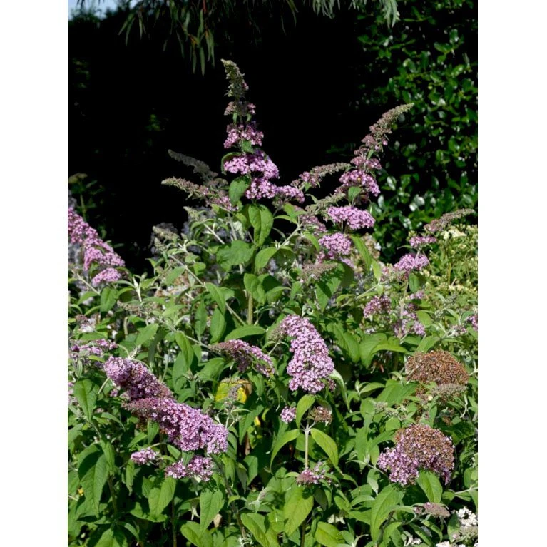 Sommerfuglebusk 'Pink Delight' Buddleja Davidii 'Pink Delight' Potte 6,5 liter 50-60 cm. Sommerfuglebusk 'Pink Delight' Buddleja Davidii 'Pink Delight' Potte 6,5 Liter 50-60 Cm. -Plantetorvet mi383 buddleia davidii pink delight e41c