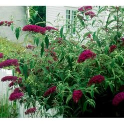Sommerfuglebusk 'Royal Red' Buddleja Davidii 'Royal Red' Potte 2 Liter. 6 Sommerfuglebusk 'Royal Red' Buddleja Davidii 'Royal Red' Potte 2 Liter. -Plantetorvet mi384 buddleia davidii royal red 2063