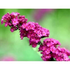 Sommerfuglebusk 'Royal Red' Buddleja Davidii 'Royal Red' Potte 2 Liter. 5 Sommerfuglebusk 'Royal Red' Buddleja Davidii 'Royal Red' Potte 2 Liter. -Plantetorvet mi384 buddleia davidii royal red 7ccb