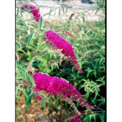 Sommerfuglebusk 'Royal Red' Buddleja Davidii 'Royal Red' Potte 2 Liter. 7 Sommerfuglebusk 'Royal Red' Buddleja Davidii 'Royal Red' Potte 2 Liter. -Plantetorvet mi384 buddleia davidii royal red b637