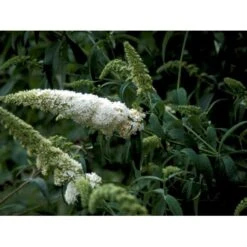 Sommerfuglebusk 'White Profusion' Buddleja Davidii 'White Profusion' Potte 6,5 Liter 50-60 Cm. 5 Sommerfuglebusk 'White Profusion' Buddleja Davidii 'White Profusion' Potte 6,5 Liter 50-60 Cm. -Plantetorvet mi385 buddleia davidii white profusion 609a