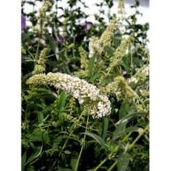 Sommerfuglebusk 'White Profusion' Buddleja Davidii 'White Profusion' Potte 6,5 Liter 50-60 Cm. 4 Sommerfuglebusk 'White Profusion' Buddleja Davidii 'White Profusion' Potte 6,5 Liter 50-60 Cm. -Plantetorvet mi385 buddleia davidii white profusion 71f4