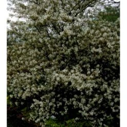 Bærmispel Til Hæk Amelanchier Lamarckii Med Klump,- 125-150 Cm. 4 Bærmispel Til Hæk Amelanchier Lamarckii Med Klump,- 125-150 Cm. -Plantetorvet mi3984 amelanchier lamarckii 09d1