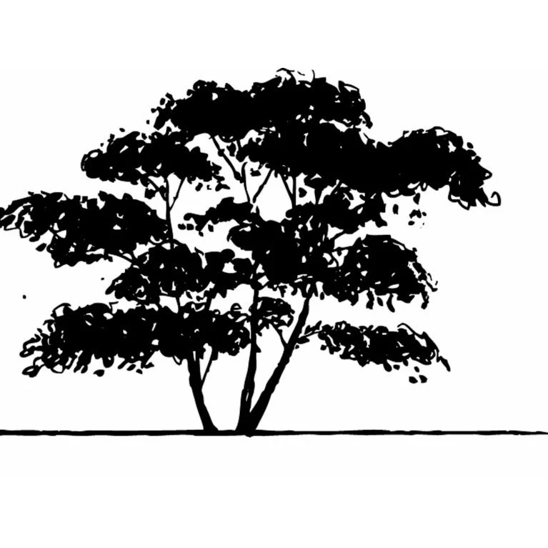Bærmispel Til Hæk Amelanchier Lamarckii Med klump,- 125-150 cm. Bærmispel Til Hæk Amelanchier Lamarckii Med Klump,- 125-150 Cm. -Plantetorvet mi3984 amelanchier lamarckii c959
