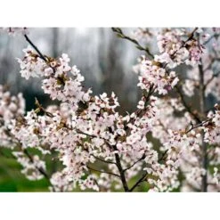 Yoshino-kirsebær Prunus Yedoensis Solitær Busk 150-200 Cm. - Med Klump 4 Yoshino-kirsebær Prunus Yedoensis Solitær Busk 150-200 Cm. - Med Klump -Plantetorvet mi4012 prunus yedoensis 3755