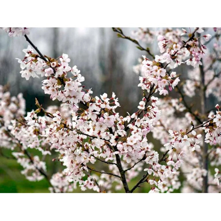 Yoshino-kirsebær Prunus Yedoensis Solitær busk 150-200 cm. - med klump Yoshino-kirsebær Prunus Yedoensis Solitær Busk 150-200 Cm. - Med Klump -Plantetorvet mi4012 prunus yedoensis 3755