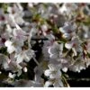 Yoshino-kirsebær Prunus Yedoensis Solitær Busk 150-200 Cm. - Med Klump