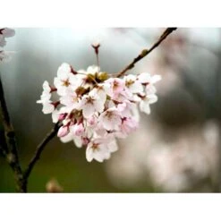 Yoshino-kirsebær Prunus Yedoensis Solitær Busk 150-200 Cm. - Med Klump 5 Yoshino-kirsebær Prunus Yedoensis Solitær Busk 150-200 Cm. - Med Klump -Plantetorvet mi4012 prunus yedoensis d1f4