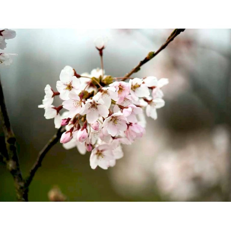 Yoshino-kirsebær Prunus Yedoensis Solitær busk 150-200 cm. - med klump Yoshino-kirsebær Prunus Yedoensis Solitær Busk 150-200 Cm. - Med Klump -Plantetorvet mi4012 prunus yedoensis d1f4