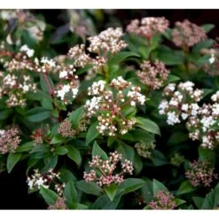 Vinter-snebolle Viburnum Tinus Potte 2,0 Liter,- 25-30 Cm. 5 Vinter-snebolle Viburnum Tinus Potte 2,0 Liter,- 25-30 Cm. -Plantetorvet mi4057 viburnum tinus c35f