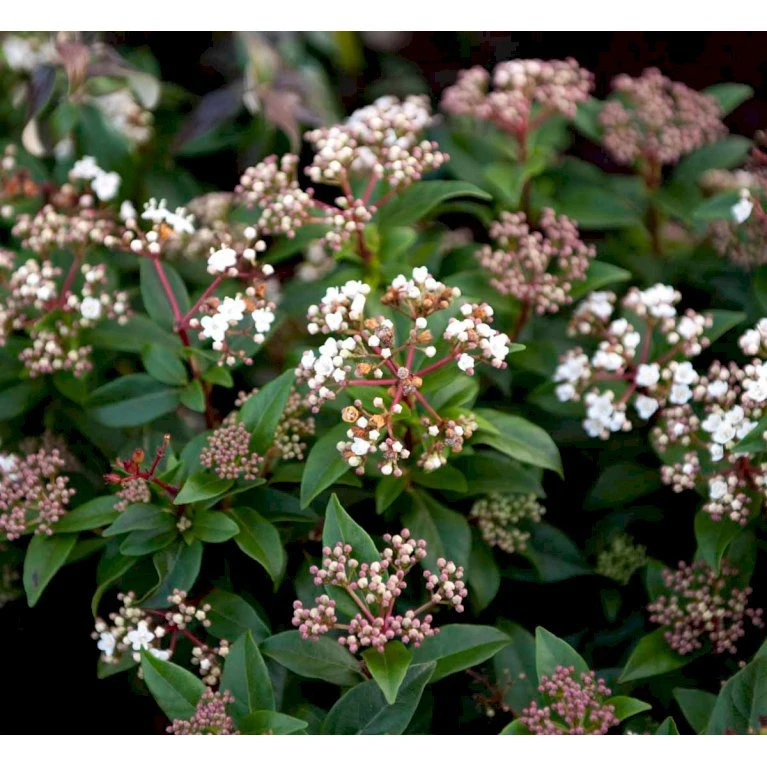 Vinter-snebolle Viburnum Tinus Potte 2,0 liter,- 25-30 cm. Vinter-snebolle Viburnum Tinus Potte 2,0 Liter,- 25-30 Cm. -Plantetorvet mi4057 viburnum tinus c35f