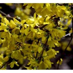 Forsytia 'Spectabilis' Forsythia Intermedia 'Spectabilis' Potte 6,5 Liter 60-80 Cm. -Plantetorvet mi4122 forsythia intermedia spectabilis 0ad0