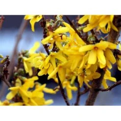 Forsytia 'Spectabilis' Forsythia Intermedia 'Spectabilis' Potte 6,5 Liter 60-80 Cm. -Plantetorvet mi4122 forsythia intermedia spectabilis 2f11