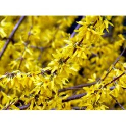 Forsytia 'Spectabilis' Forsythia Intermedia 'Spectabilis' Potte 6,5 Liter 60-80 Cm. -Plantetorvet mi4122 forsythia intermedia spectabilis 4131