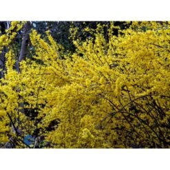 Forsytia 'Spectabilis' Forsythia Intermedia 'Spectabilis' Potte 6,5 Liter 60-80 Cm. -Plantetorvet mi4122 forsythia intermedia spectabilis 5ff5