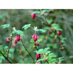 Blodribs 'King Edward VII' Ribes Sanguineum 'King Edward Vii' Potte 12 Liter,- 100-125 Cm. 5 Blodribs 'King Edward VII' Ribes Sanguineum 'King Edward Vii' Potte 12 Liter,- 100-125 Cm. -Plantetorvet mi4125 ribes sanguineum king edward vii 7901