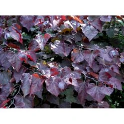 Judastræ 'Forest Pansy' Cercis Canadensis 'Forest Pansy' Potte 10 Liter 150-175 Cm. 6 Judastræ 'Forest Pansy' Cercis Canadensis 'Forest Pansy' Potte 10 Liter 150-175 Cm. -Plantetorvet mi4131 cercis canadensis forest pansy 00d3