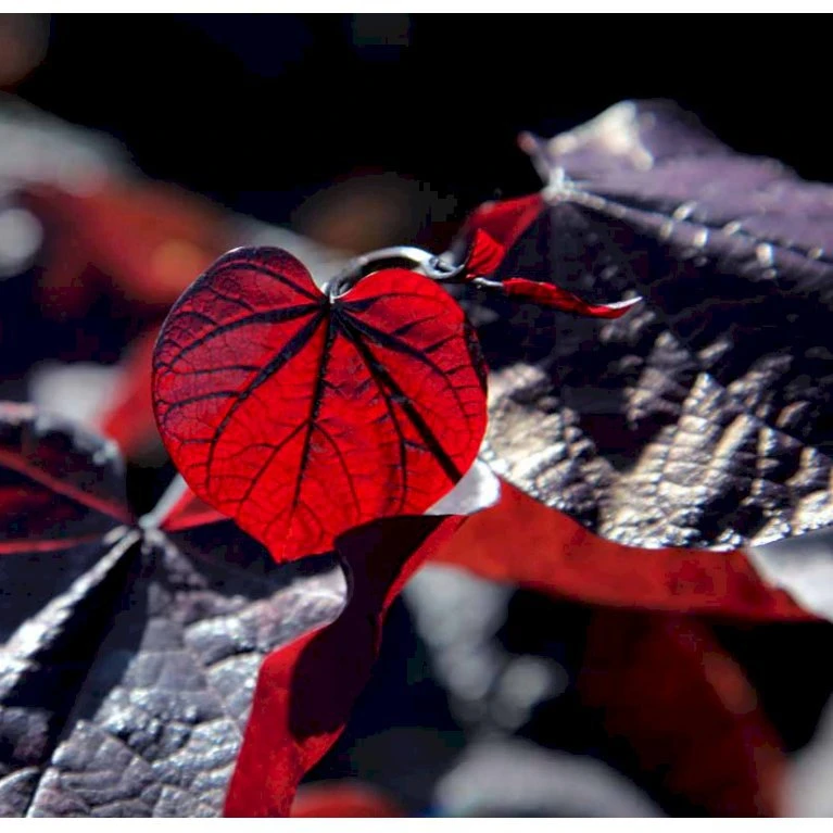 Judastræ 'Forest Pansy' Cercis Canadensis 'Forest Pansy' Potte 10 liter 150-175 cm. Judastræ 'Forest Pansy' Cercis Canadensis 'Forest Pansy' Potte 10 Liter 150-175 Cm. -Plantetorvet mi4131 cercis canadensis forest pansy 0d0c