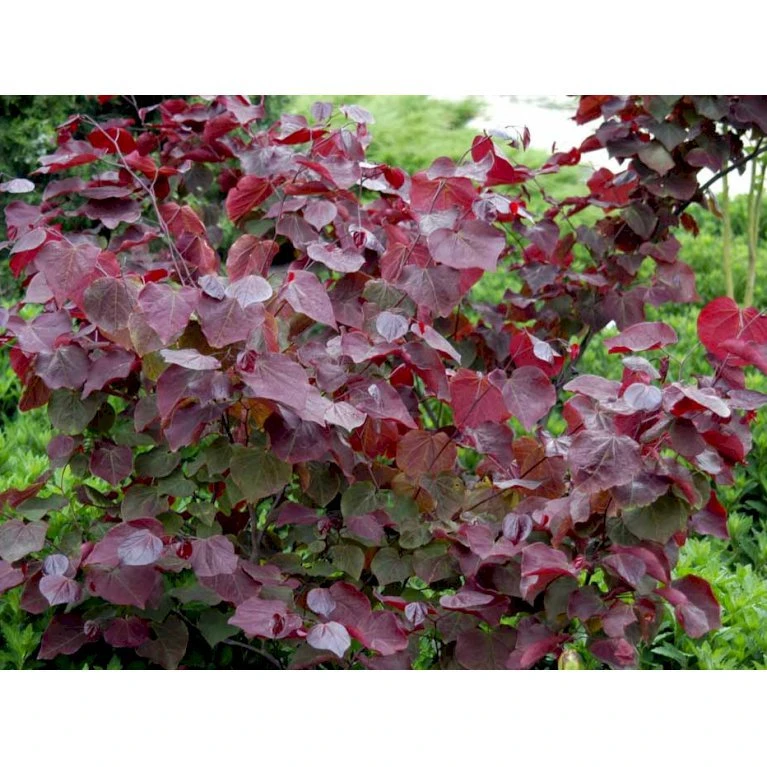 Judastræ 'Forest Pansy' Cercis Canadensis 'Forest Pansy' Potte 10 liter 150-175 cm. Judastræ 'Forest Pansy' Cercis Canadensis 'Forest Pansy' Potte 10 Liter 150-175 Cm. -Plantetorvet mi4131 cercis canadensis forest pansy 8443