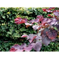 Judastræ 'Forest Pansy' Cercis Canadensis 'Forest Pansy' Potte 10 Liter 150-175 Cm. 8 Judastræ 'Forest Pansy' Cercis Canadensis 'Forest Pansy' Potte 10 Liter 150-175 Cm. -Plantetorvet mi4131 cercis canadensis forest pansy b108
