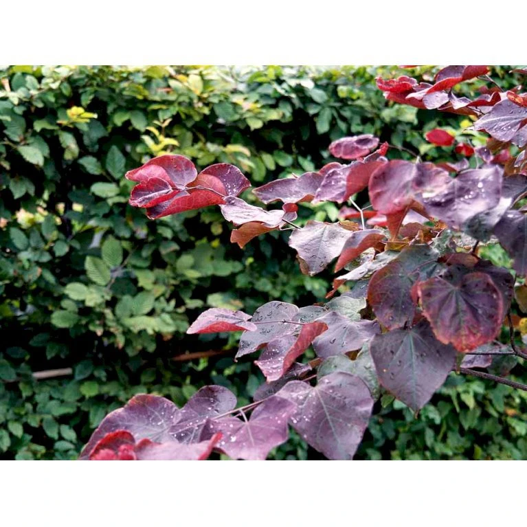 Judastræ 'Forest Pansy' Cercis Canadensis 'Forest Pansy' Potte 10 liter 150-175 cm. Judastræ 'Forest Pansy' Cercis Canadensis 'Forest Pansy' Potte 10 Liter 150-175 Cm. -Plantetorvet mi4131 cercis canadensis forest pansy b108