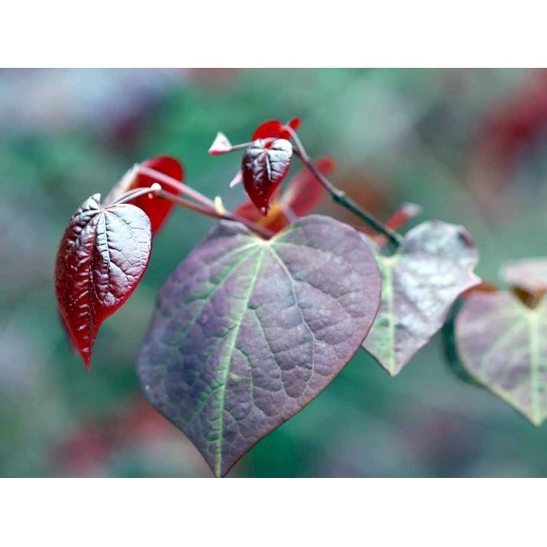 Judastræ 'Forest Pansy' Cercis Canadensis 'Forest Pansy' Potte 10 liter 150-175 cm. Judastræ 'Forest Pansy' Cercis Canadensis 'Forest Pansy' Potte 10 Liter 150-175 Cm. -Plantetorvet mi4131 cercis canadensis forest pansy c736