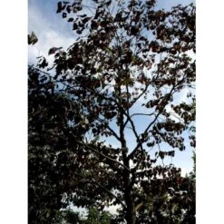 Judastræ 'Forest Pansy' Cercis Canadensis 'Forest Pansy' Potte 10 Liter 150-175 Cm. 4 Judastræ 'Forest Pansy' Cercis Canadensis 'Forest Pansy' Potte 10 Liter 150-175 Cm. -Plantetorvet mi4131 cercis canadensis forest pansy f7f8