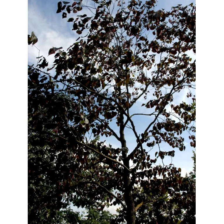 Judastræ 'Forest Pansy' Cercis Canadensis 'Forest Pansy' Potte 10 liter 150-175 cm. Judastræ 'Forest Pansy' Cercis Canadensis 'Forest Pansy' Potte 10 Liter 150-175 Cm. -Plantetorvet mi4131 cercis canadensis forest pansy f7f8