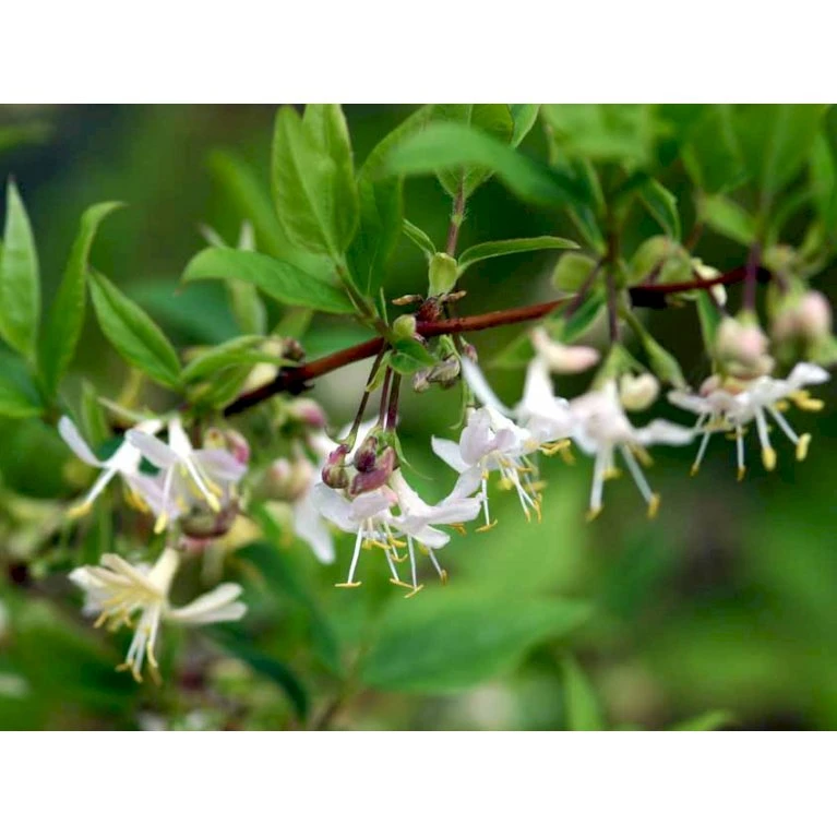 Busk-kaprifolie Lonicera Fragrantissima Potte 10 liter,- 60-80 cm. Busk-kaprifolie Lonicera Fragrantissima Potte 10 Liter,- 60-80 Cm. -Plantetorvet mi4151 lonicera fragrantissima fede