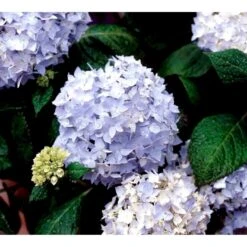 Hortensia 'Clara' Hydrangea Macrophylla 'Clara' 3,5 Liter Potte 4 Hortensia 'Clara' Hydrangea Macrophylla 'Clara' 3,5 Liter Potte -Plantetorvet mi4159 hydrangea macrophylla clara 025b