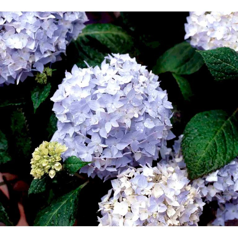 Hortensia 'Clara' Hydrangea Macrophylla 'Clara' 3,5 liter potte Hortensia 'Clara' Hydrangea Macrophylla 'Clara' 3,5 Liter Potte -Plantetorvet mi4159 hydrangea macrophylla clara 025b