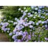 Hortensia 'Clara' Hydrangea Macrophylla 'Clara' 3,5 Liter Potte