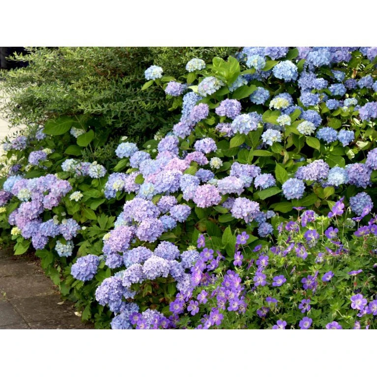 Hortensia 'Clara' Hydrangea Macrophylla 'Clara' 3,5 liter potte Hortensia 'Clara' Hydrangea Macrophylla 'Clara' 3,5 Liter Potte -Plantetorvet mi4159 hydrangea macrophylla clara 78a6