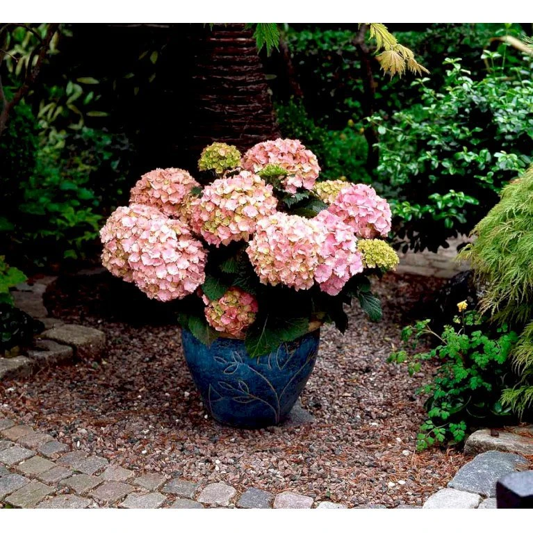 Hortensia 'Dorthea' Hydrangea Macrophylla 'Dorthea' 3,5 liter potte Hortensia 'Dorthea' Hydrangea Macrophylla 'Dorthea' 3,5 Liter Potte -Plantetorvet mi4180 hydrangea macrophylla dorthea 97f0