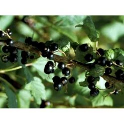 Solbær 'Ben Alder' Ribes Nigrum 'Ben Alder' 3,5 Liter Potte 4 Solbær 'Ben Alder' Ribes Nigrum 'Ben Alder' 3,5 Liter Potte -Plantetorvet mi4197 ribes nigrum 992f