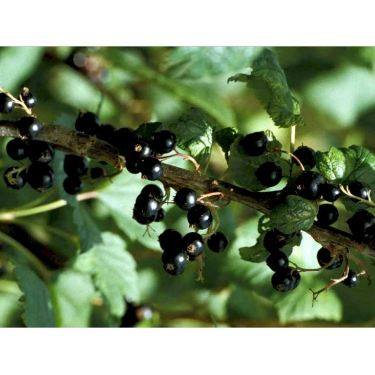 Solbær 'Ben Alder' Ribes Nigrum 'Ben Alder' 3,5 liter potte Solbær 'Ben Alder' Ribes Nigrum 'Ben Alder' 3,5 Liter Potte -Plantetorvet mi4197 ribes nigrum 992f