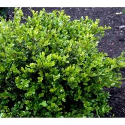 Buksbom 'Faulkner' Buxus Sempervirens 'Faulkner' Potte 3,5 Liter 20-30 Cm.